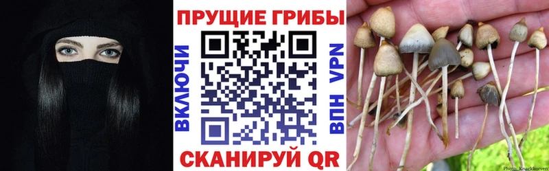 OMG зеркало  Нарьян-Мар  Псилоцибиновые грибы мухоморы 